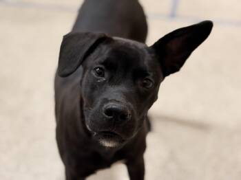 April -  Labrador Retriever Dog for Adoption in Carmel Hamlet, New York - April | PetCurious