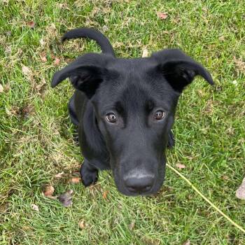 Rescue Labrador Retriever Dogs for Adoption in Grand Forks, North Dakota - Dash | PetCurious