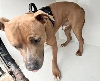 A659100 -  Pit Bull Terrier Dog for Adoption in Houston, Texas - A659100 | PetCurious
