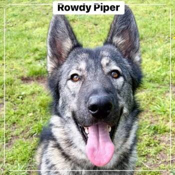 German Shepherd Dog and Husky Dogs Available for Adoption in Pekin, Illinois - Rowdy Piper | PetCurious