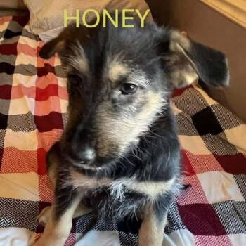 Honey - Sassy
