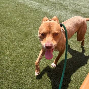 Juice -  Pit Bull Terrier Dog for Adoption in Philadelphia, Pennsylvania - Juice | PetCurious