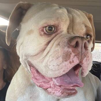 Jazzy -  Mixed Breed Dog for Adoption in Wilton, California - Jazzy | PetCurious