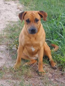 Shepherd Dogs Available for Adoption - PJ | PetCurious