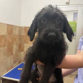 Mixed Breed Dogs Available for Adoption in Spokane, Washington - Skyler | PetCurious