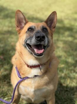 Miss Sally -  German Shepherd Dog Dog for Adoption in Pearland, Texas - Miss Sally | PetCurious