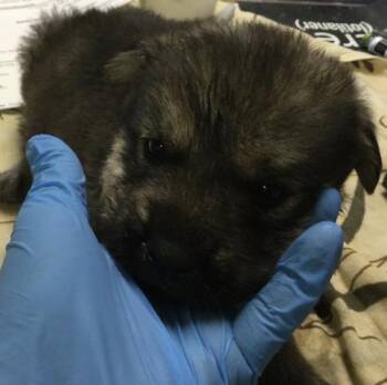 A1934709 -  Shepherd and Mixed Breed Dog for Adoption in Riverside, California - A1934709 | PetCurious
