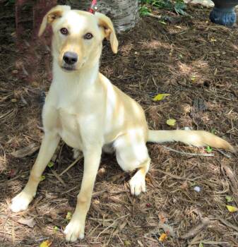 Polly -  Labrador Retriever Dog for Adoption in Lexington, Virginia - Polly | PetCurious