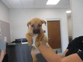 BLIZZARD -  German Shepherd Dog and Pit Bull Terrier Dog for Adoption in Ocala, Florida - BLIZZARD | PetCurious