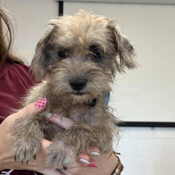 Patty Melt -  Yorkshire Terrier Dog for Adoption in East St. Louis, Illinois - Patty Melt | PetCurious