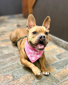 Elliot -  French Bulldog Dog for Adoption in Los Angeles, California - Elliot | PetCurious