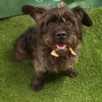 Terrier Dogs Available for Adoption - Freddy | PetCurious