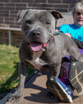 Rescue Mixed Breed Dogs for Adoption in Chamblee, Georgia - Snack | PetCurious