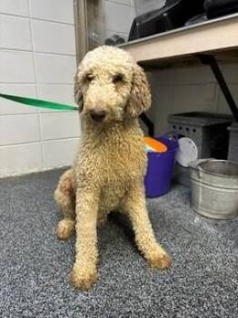 Stellan -  Labradoodle Dog for Adoption in Lake Wylie, South Carolina - Stellan | PetCurious