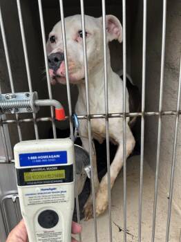 Pit Bull Terrier Dogs Available for Adoption in Indianapolis, Indiana - DIOR | PetCurious