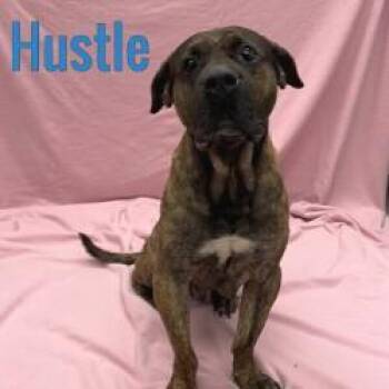 Rescue Bullmastiff Dogs for Adoption in Pleasantville, New Jersey - Hustle | PetCurious