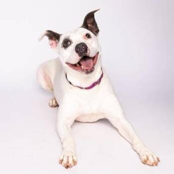 Gabi -  Mixed Breed Dog for Adoption in Dubuque, Iowa - Gabi | PetCurious