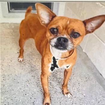 Gizmo -  Chihuahua Dog for Adoption in Houston, Texas - Gizmo | PetCurious