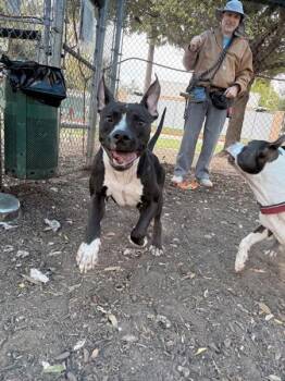 Pit Bull Terrier Dogs Available for Adoption - Legacy | PetCurious