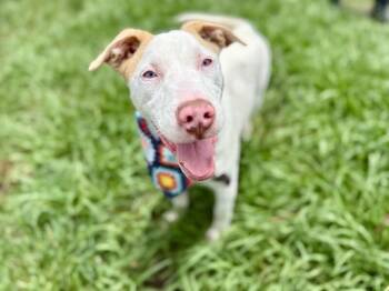 Mr White Smooches -  Pit Bull Terrier and Labrador Retriever Dog for Adoption in Friendswood, Texas - Mr White Smooches | PetCurious