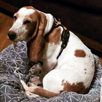 Rescue Basset Hound Dogs for Adoption in Hamilton, New Jersey - ELLIE | PetCurious