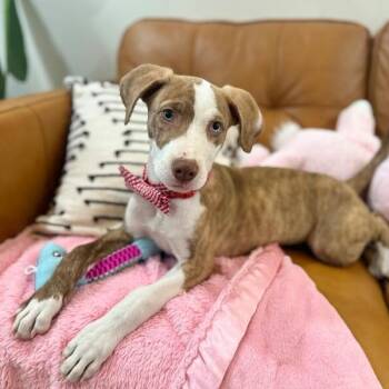 Aurelio TigreAurelio Tigre -  Pit Bull Terrier and Labrador Retriever Dog for Adoption in Friendswood, Texas - Aurelio TigreAurelio Tigre | PetCurious