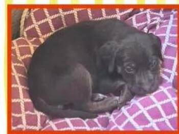 Labrador Retriever Dogs Available for Adoption in Mesa, Arizona - Violet | PetCurious