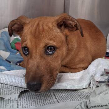 Fern -  Mixed Breed Dog for Adoption in Auburn, Alabama - Fern | PetCurious