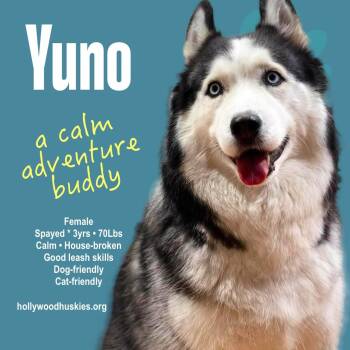 Yuno -  Siberian Husky Dog for Adoption in Los Angeles, California - Yuno | PetCurious