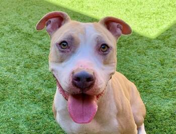 SAVE ME PLEASE Mayley - IDA554238 -  Pit Bull Terrier Dog for Adoption in San Marcos, California - SAVE ME PLEASE Mayley - IDA554238 | PetCurious