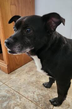 Rescue Dachshund and Terrier Dogs for Adoption in Buford, Georgia - Morrison - Sweet Little Low-Rider!! | PetCurious