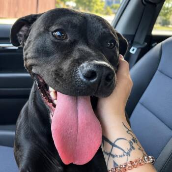 River (formerly Ace) -  American Staffordshire Terrier and Mixed Breed Dog for Adoption in Bartlett, Tennessee - River (formerly Ace) | PetCurious