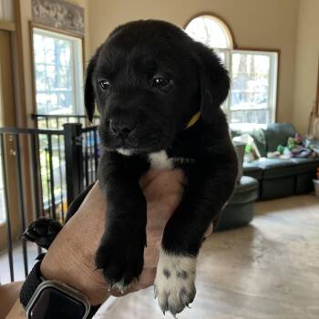 Rat Terrier and Labrador Retriever Dogs Available for Adoption - Michael Jackson | PetCurious