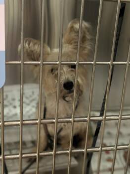 Moxi -  Yorkshire Terrier and Mixed Breed Dog for Adoption in Aiken, South Carolina - Moxi | PetCurious
