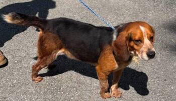 Flint -  Beagle Dog for Adoption in Waterford, New Jersey - Flint | PetCurious