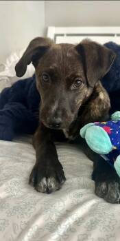 Mountain Cur Dogs Available for Adoption - Mitsy | PetCurious
