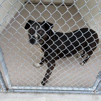 Missy -  Mixed Breed Dog for Adoption in Newark, New Jersey - Missy | PetCurious