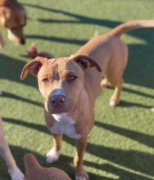 Pit Bull Terrier Dogs Available for Adoption - Stewie | PetCurious