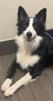Dash -  Border Collie Dog for Adoption in Valrico, Florida - Dash | PetCurious