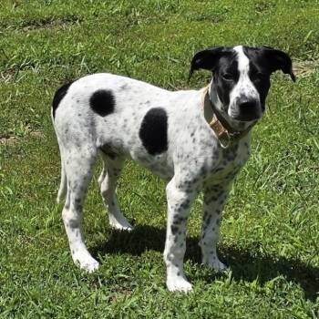 Mickey -  Mixed Breed Dog for Adoption in Pelham, New Hampshire - Mickey | PetCurious