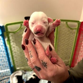 Mixed Breed Dogs Available for Adoption in Helena, Alabama - Mustache | PetCurious