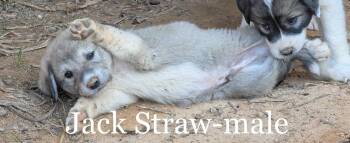 Jack Straw -  Great Pyrenees Dog Available for Adoption in Milton, Georgia - Jack Straw | PetCurious