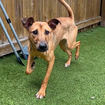 Misty -  Labrador Retriever and Whippet Dog for Adoption in Columbia, Maryland - Misty | PetCurious