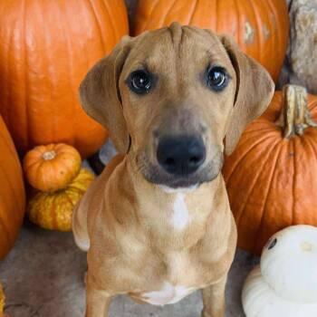 Rescue Hound Dogs for Adoption in Seguin, Texas - Honey | PetCurious