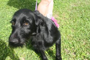 Poodle Dogs Available for Adoption in Harrison, Arkansas - Frankie | PetCurious