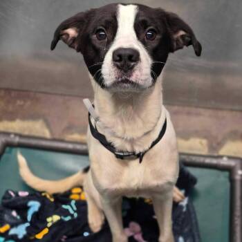 Law -  Pointer and Mixed Breed Dog for Adoption in Tacoma, Washington - Law | PetCurious
