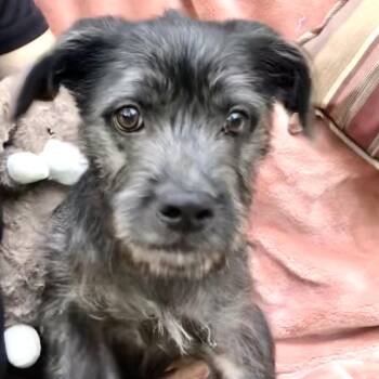 Shih Tzu and Black Labrador Retriever Dogs Available for Adoption in Conroe, Texas - Cooper (Baby) | PetCurious