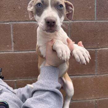 Pit Bull Terrier Dogs Available for Adoption in Las Vegas, Nevada - Giraffe | PetCurious