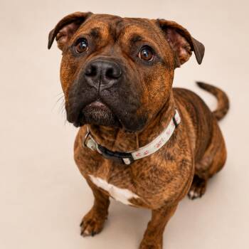 American Bulldog and English Bulldog Dogs Available for Adoption in Driggs, Idaho - Rosie | PetCurious
