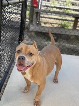 Muffins -  American Bulldog Dog for Adoption in Lakeland, Florida - Muffins | PetCurious